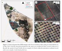 Onderzoek naar gezondheid van palmplantages met behulp van remote sensing